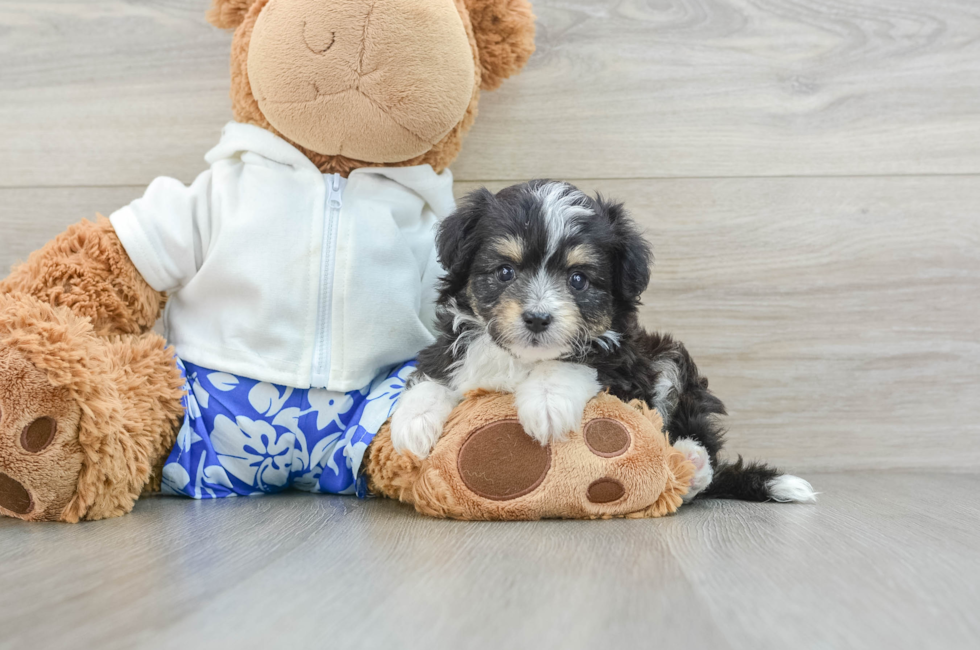 7 week old Mini Aussiedoodle Puppy For Sale - Simply Southern Pups