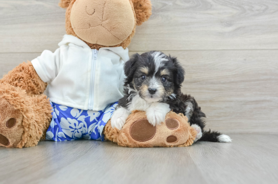 Little Mini Aussiepoo Poodle Mix Puppy