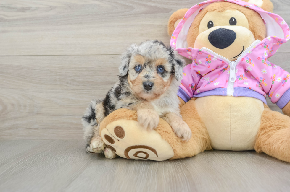 5 week old Mini Aussiedoodle Puppy For Sale - Simply Southern Pups
