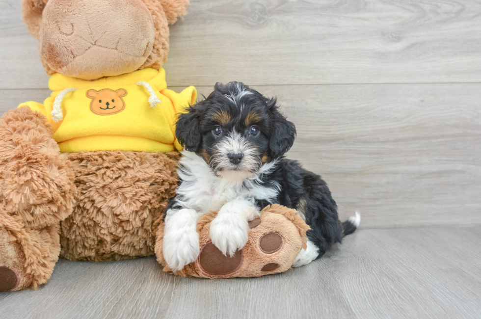 5 week old Mini Aussiedoodle Puppy For Sale - Simply Southern Pups