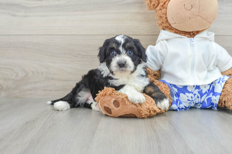 8 week old Mini Aussiedoodle Puppy For Sale - Simply Southern Pups