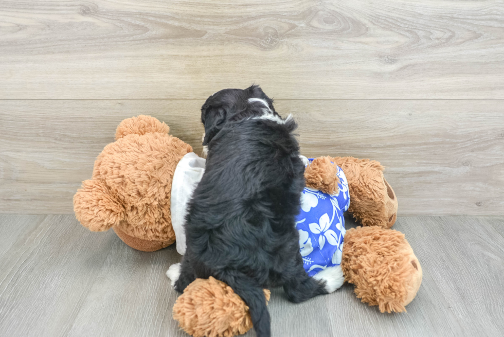 Cute Mini Aussiedoodle Baby