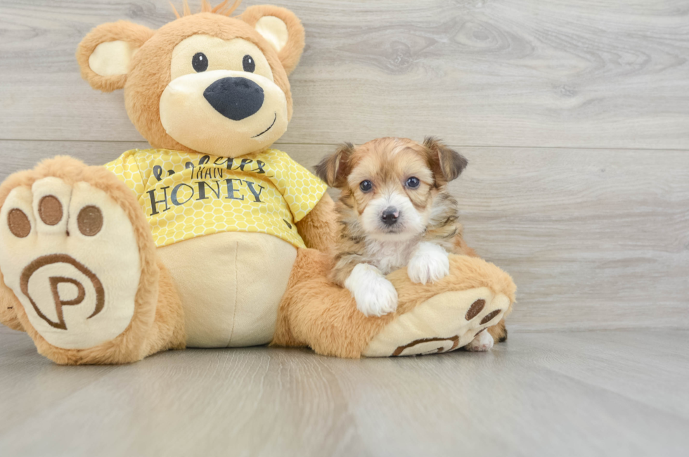 7 week old Mini Aussiedoodle Puppy For Sale - Simply Southern Pups