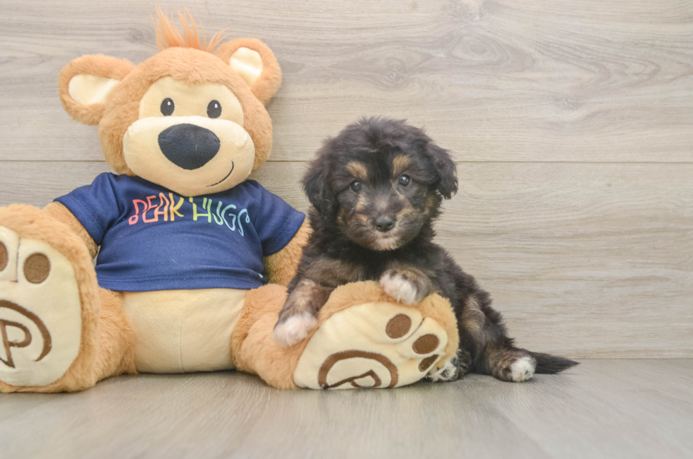 6 week old Mini Aussiedoodle Puppy For Sale - Simply Southern Pups