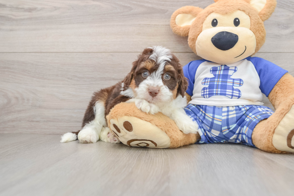 Fluffy Mini Aussiedoodle Poodle Mix Pup