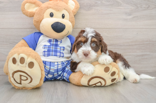 Playful Mini Aussiepoodle Poodle Mix Puppy