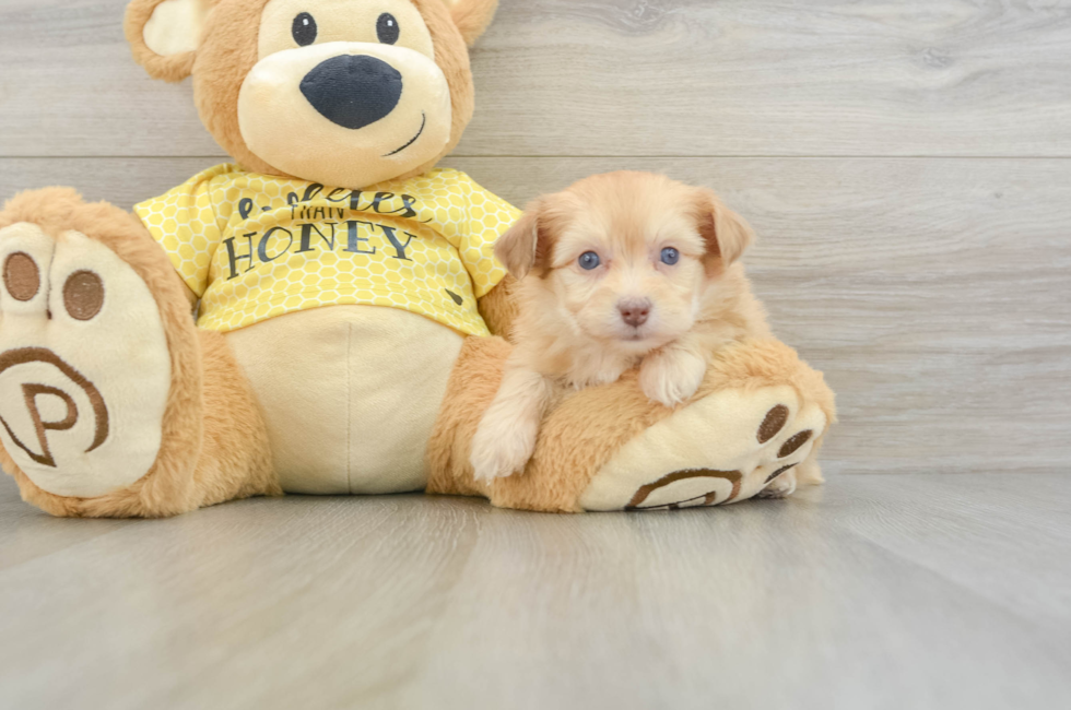 7 week old Mini Aussiedoodle Puppy For Sale - Simply Southern Pups