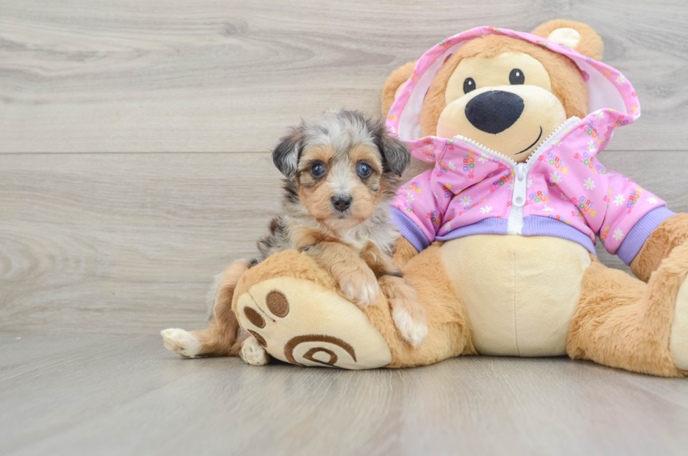 5 week old Mini Aussiedoodle Puppy For Sale - Simply Southern Pups