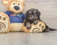8 week old Mini Aussiedoodle Puppy For Sale - Simply Southern Pups