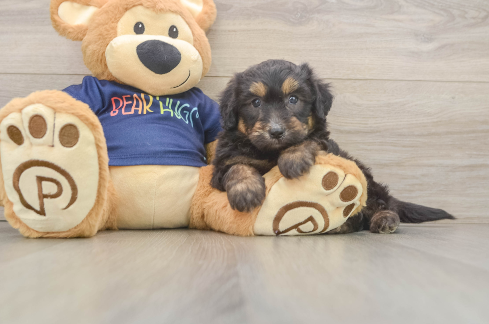 6 week old Mini Aussiedoodle Puppy For Sale - Simply Southern Pups