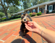 9 week old Mini Aussiedoodle Puppy For Sale - Simply Southern Pups