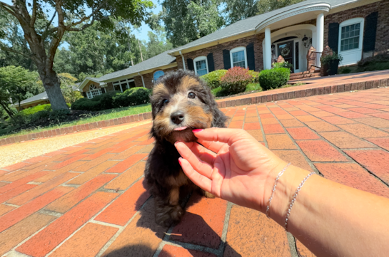 Cute Mini Aussiedoodle Baby