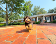11 week old Mini Aussiedoodle Puppy For Sale - Simply Southern Pups