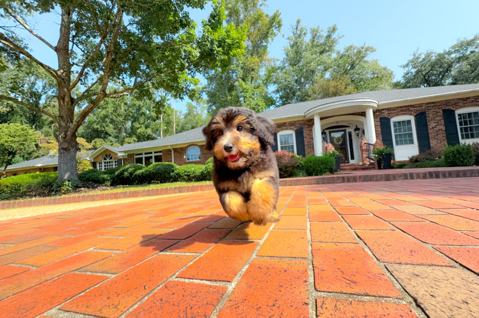 11 week old Mini Aussiedoodle Puppy For Sale - Simply Southern Pups