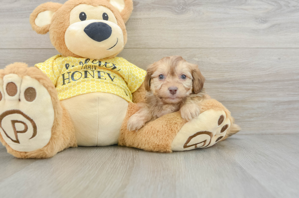 7 week old Mini Aussiedoodle Puppy For Sale - Simply Southern Pups