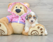 8 week old Mini Aussiedoodle Puppy For Sale - Simply Southern Pups