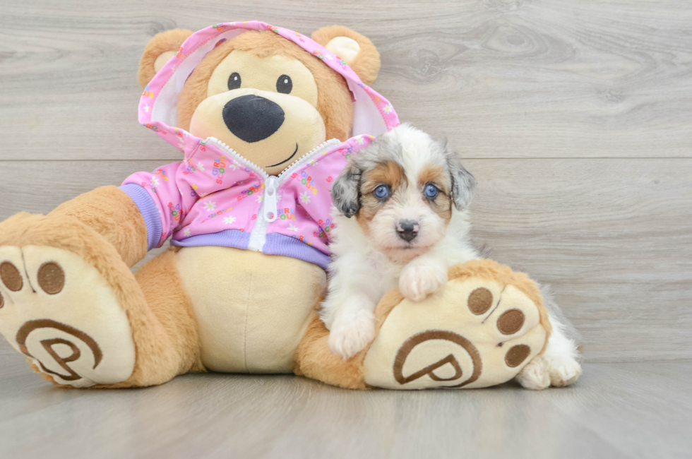 5 week old Mini Aussiedoodle Puppy For Sale - Simply Southern Pups
