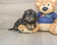 8 week old Mini Aussiedoodle Puppy For Sale - Simply Southern Pups