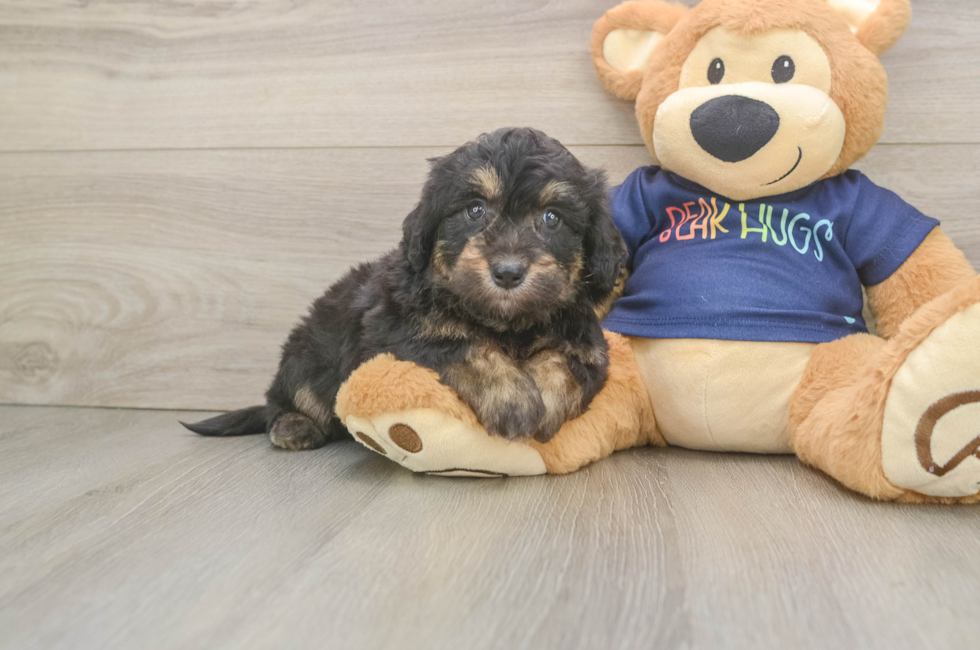 6 week old Mini Aussiedoodle Puppy For Sale - Simply Southern Pups