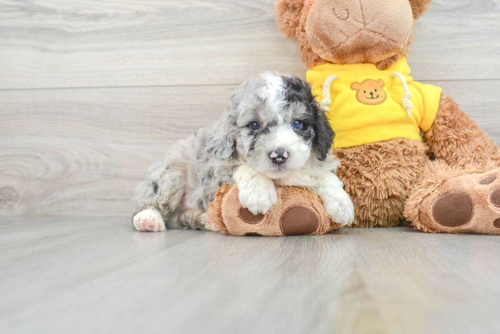 Cute Mini Aussiedoodle Baby