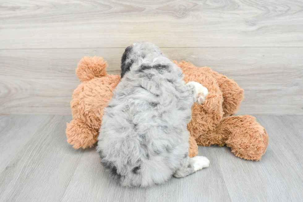Best Mini Aussiedoodle Baby