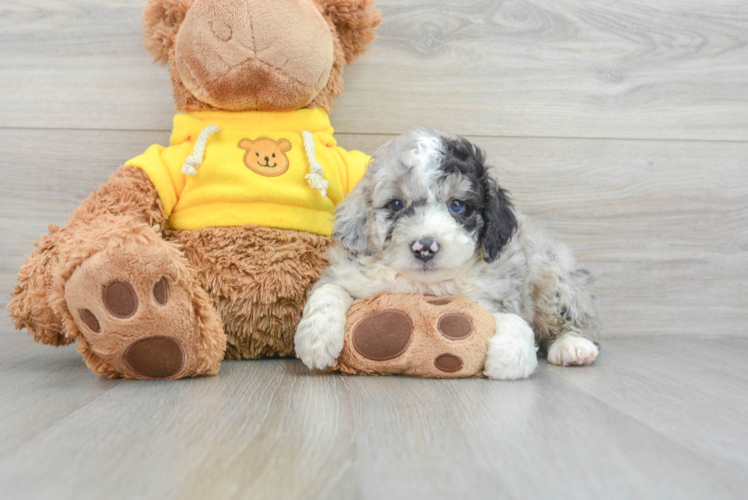 Best Mini Aussiedoodle Baby