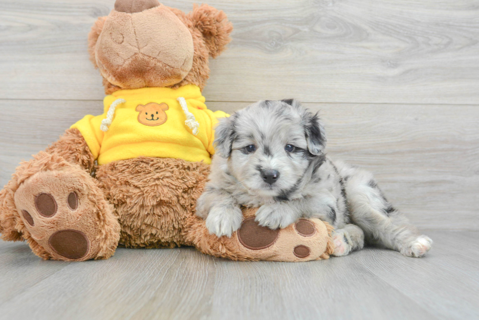 Hypoallergenic Aussiepoo Poodle Mix Puppy