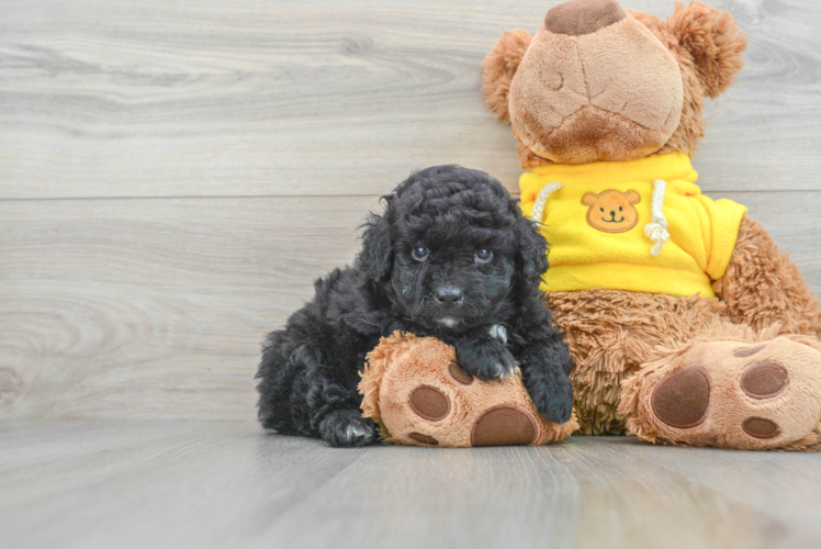 Mini Aussiedoodle Pup Being Cute
