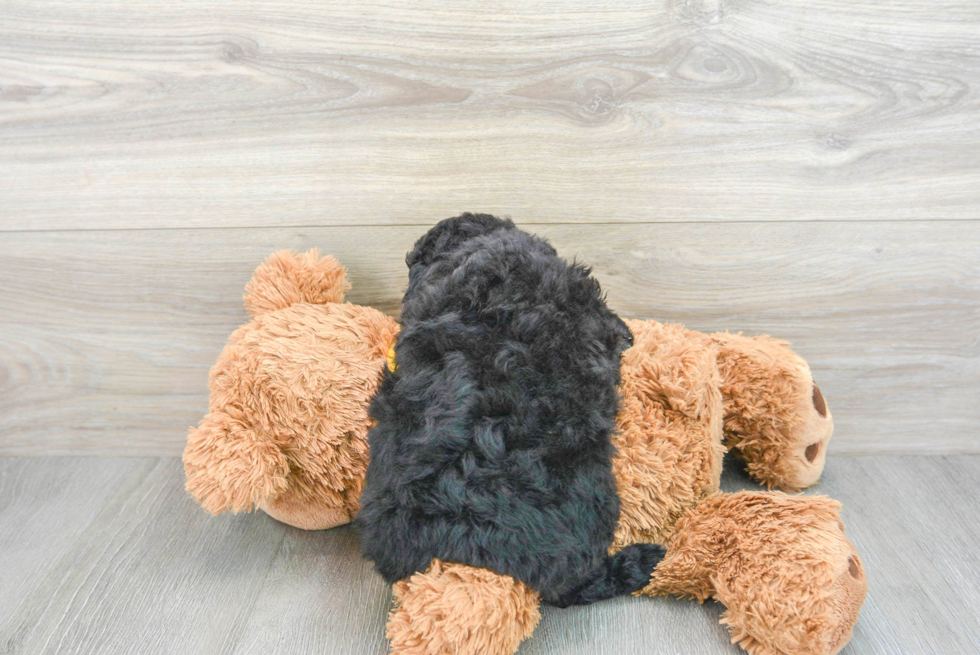 Hypoallergenic Aussiepoo Poodle Mix Puppy