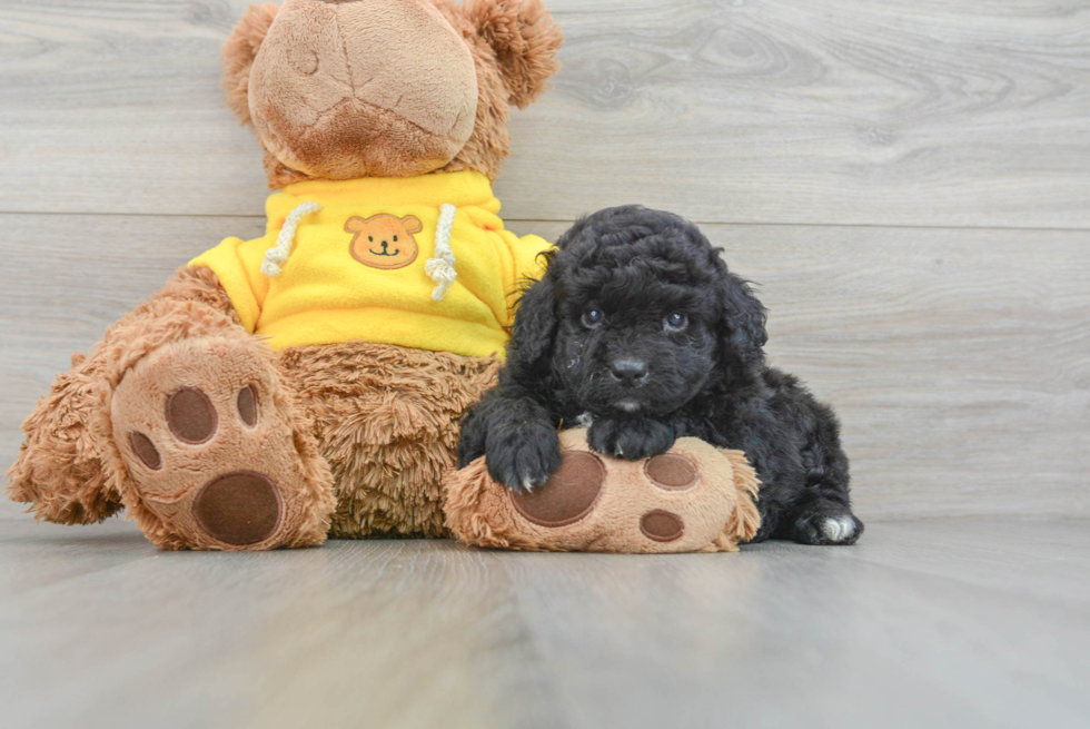 Hypoallergenic Aussiepoo Poodle Mix Puppy