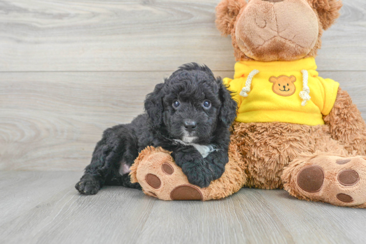 Playful Aussiepoo Poodle Mix Puppy