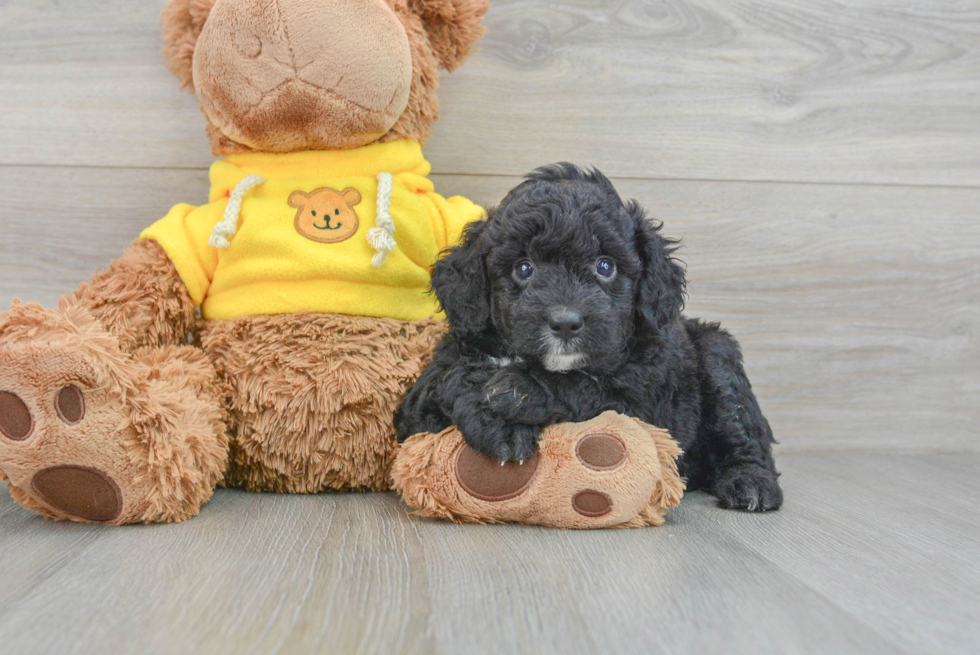 Mini Aussiedoodle Pup Being Cute