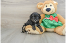 Popular Mini Aussiedoodle Poodle Mix Pup