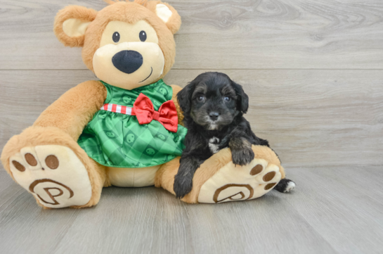 Cute Mini Aussiedoodle Baby