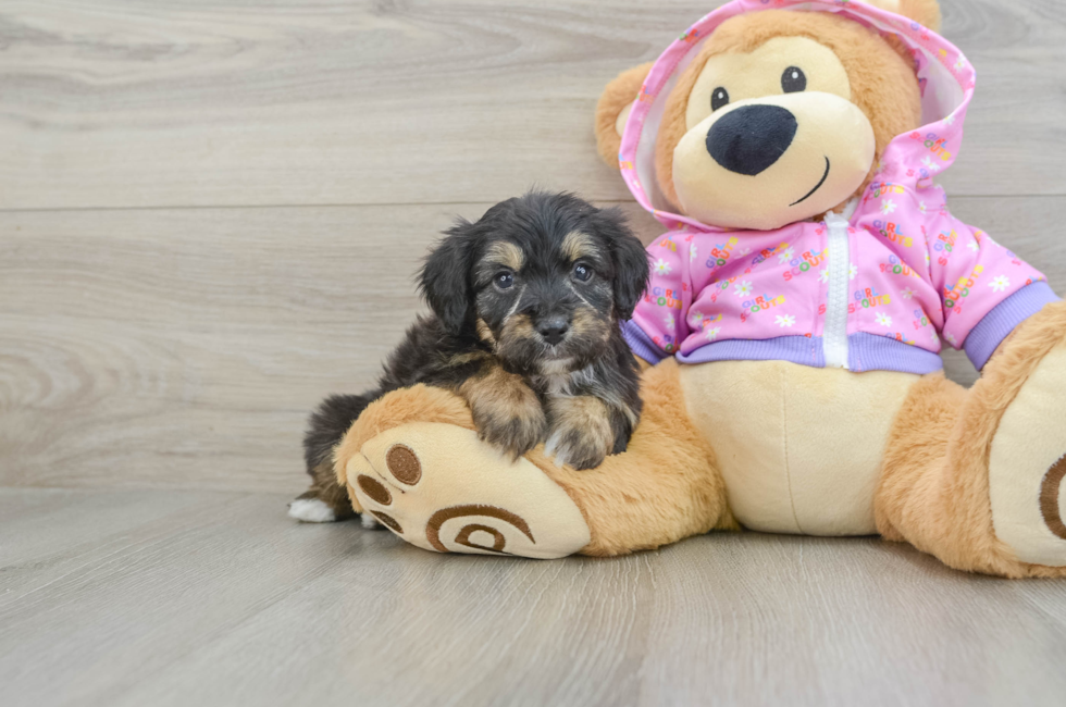 7 week old Mini Aussiedoodle Puppy For Sale - Simply Southern Pups