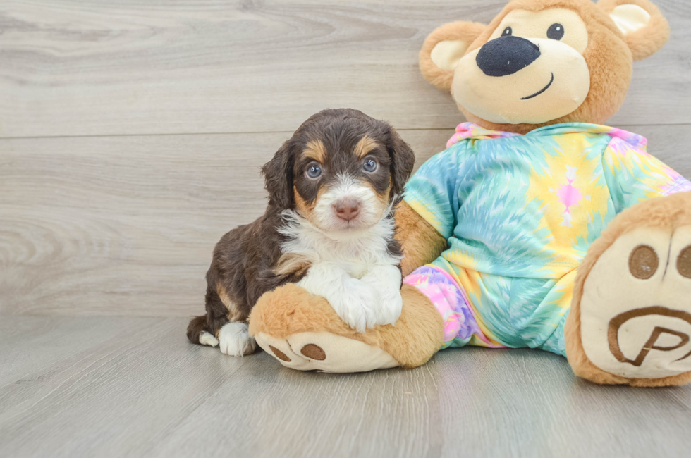 5 week old Mini Aussiedoodle Puppy For Sale - Simply Southern Pups