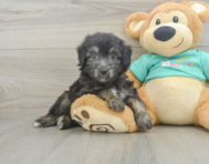7 week old Mini Aussiedoodle Puppy For Sale - Simply Southern Pups