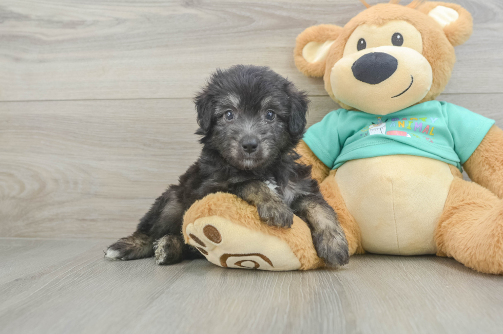 5 week old Mini Aussiedoodle Puppy For Sale - Simply Southern Pups