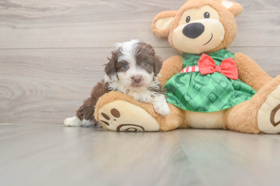 5 week old Mini Aussiedoodle Puppy For Sale - Simply Southern Pups