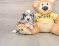 8 week old Mini Aussiedoodle Puppy For Sale - Simply Southern Pups