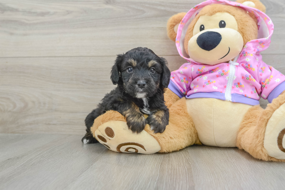 Little Mini Aussiepoo Poodle Mix Puppy