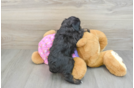 Popular Mini Aussiedoodle Poodle Mix Pup