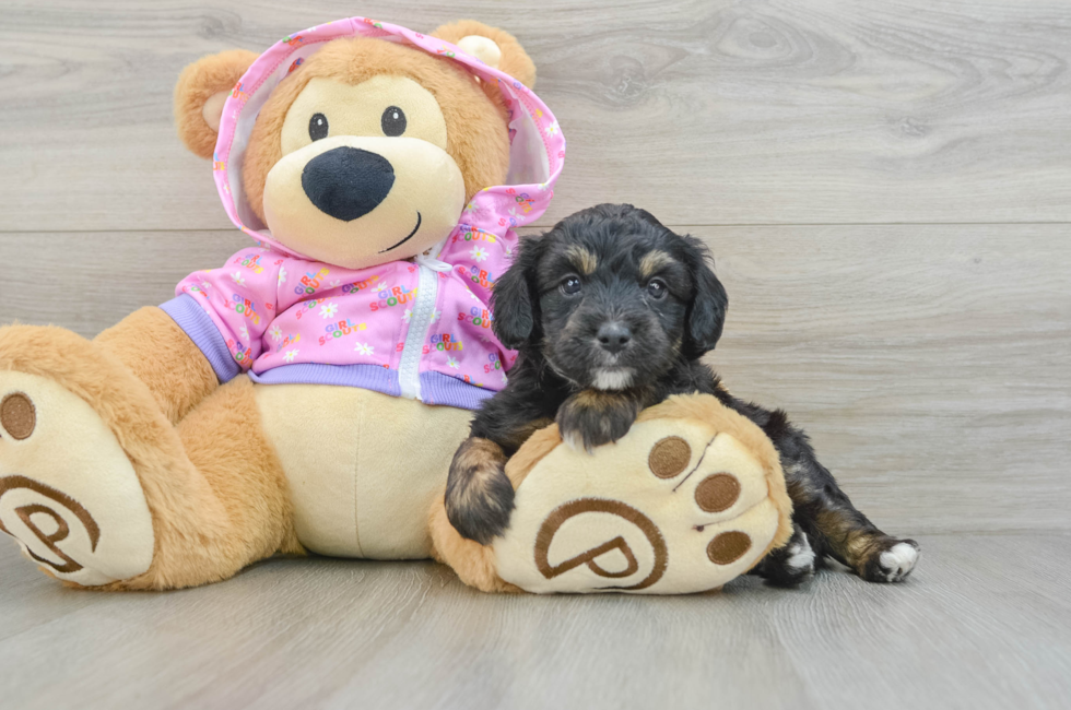 7 week old Mini Aussiedoodle Puppy For Sale - Simply Southern Pups