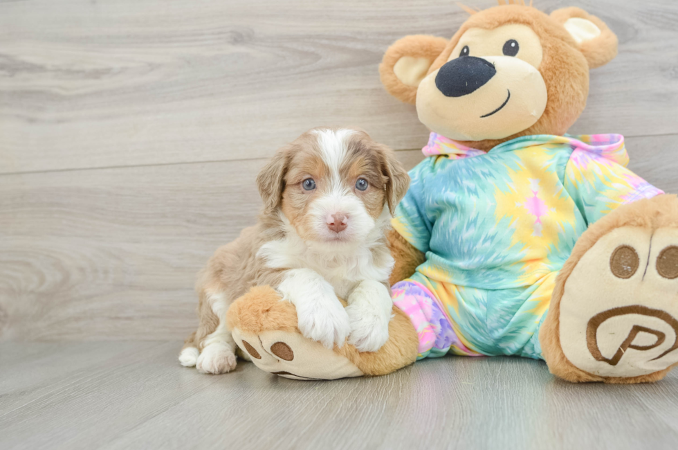 5 week old Mini Aussiedoodle Puppy For Sale - Simply Southern Pups