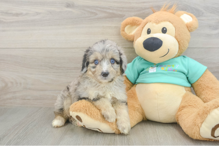 Mini Aussiedoodle Pup Being Cute
