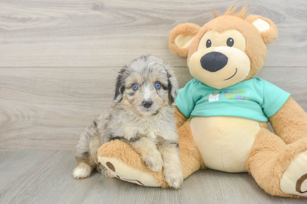 5 week old Mini Aussiedoodle Puppy For Sale - Simply Southern Pups
