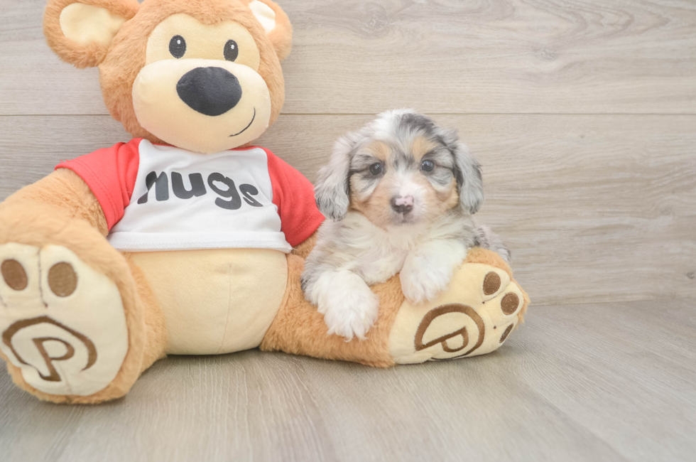 6 week old Mini Aussiedoodle Puppy For Sale - Simply Southern Pups