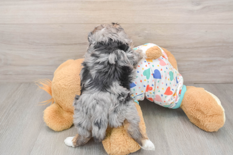 Hypoallergenic Aussiepoo Poodle Mix Puppy