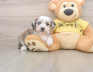 8 week old Mini Aussiedoodle Puppy For Sale - Simply Southern Pups