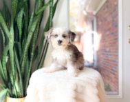 10 week old Mini Aussiedoodle Puppy For Sale - Simply Southern Pups
